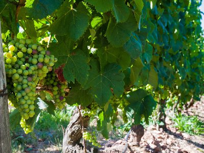 Vineyard, Uruguay