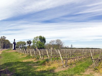 Cermelo Vineyard