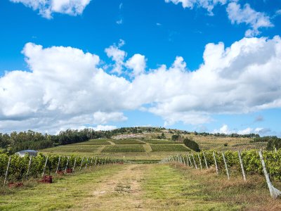 Punta del Este Vineyards