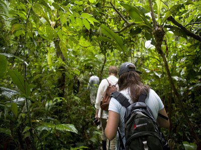 Jungle hikes