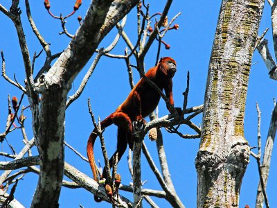 Howler monkey