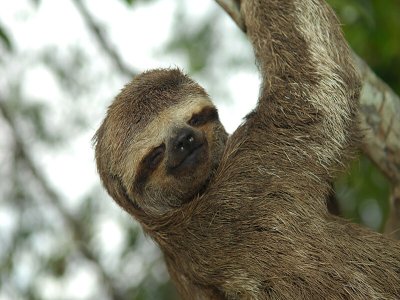 Three-toed sloth