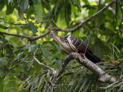 Hoatzin