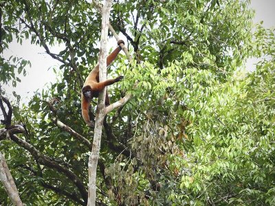 Howler Monkey