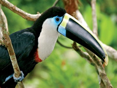 Toucan