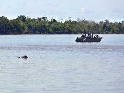 Pink river dolphin