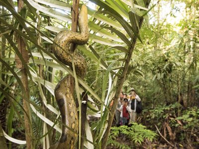 Jungle hikes