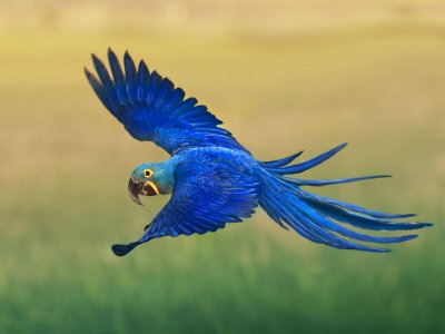 blue macaw