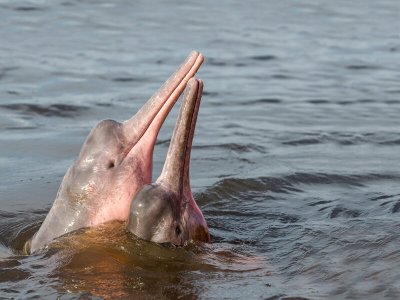 Pink river dolphin