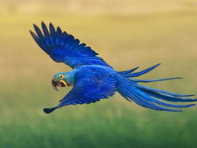 Blue macaw