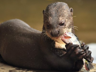 Giant river otter