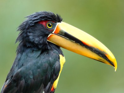 Pale mandibiled aracari