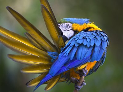 Blue Macaw