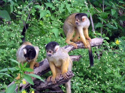 Squirrel monkeys