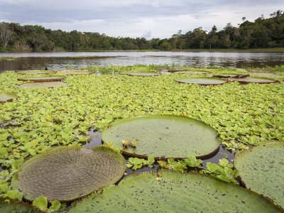 Giant water lilies