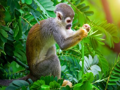 Squirrel monkey