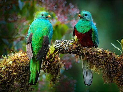 Quetzals