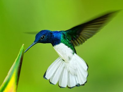 White necked hummingbird