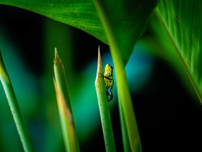 Poison dart frog, Bocas del Toro, Panama