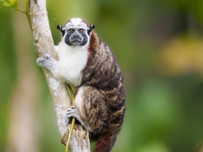 Tamarin, Panama