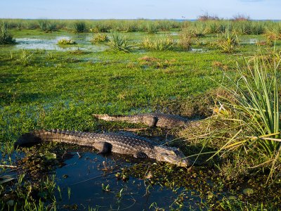 Ibera Wetlands