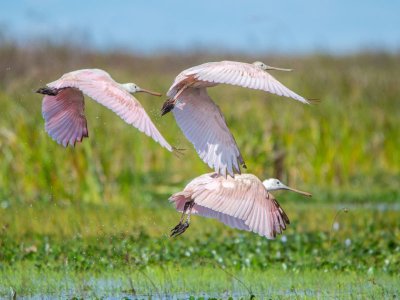 Hotel Puerto Valle, Ibera Wetlands