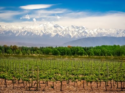 Mendoza Vinyards