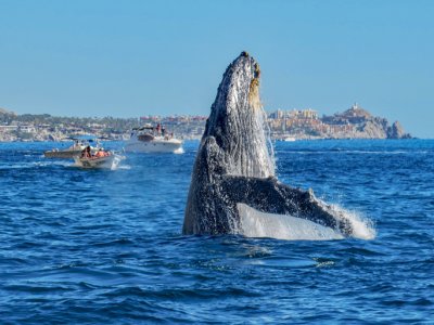 Humpback whale, Baja California