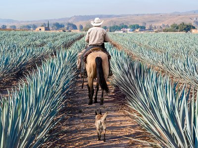 Agave farm