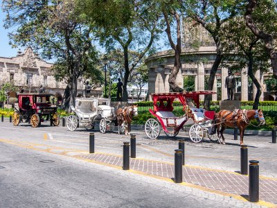 Horse and carriage Guadalajara