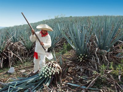 Jimador man farming