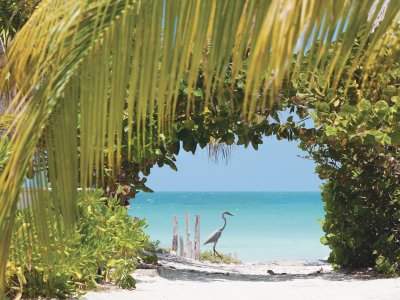 Heron on Holbox