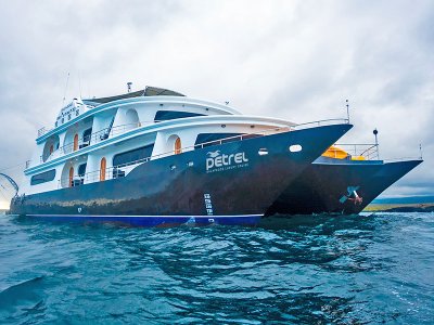 Petrel exterior