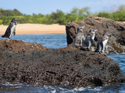 Galapagos Penguins