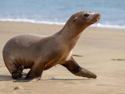 Sea Lion Galapagos Islands