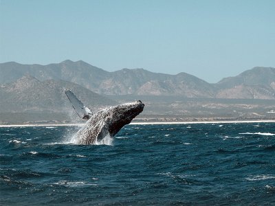 Whale watching