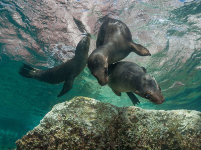 Sea Lions