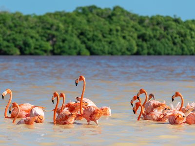 Flamingos, Celestun