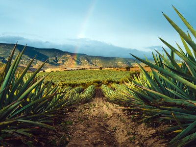 Agave field