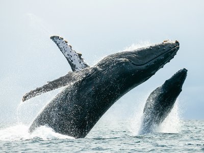 Whales in Baja California