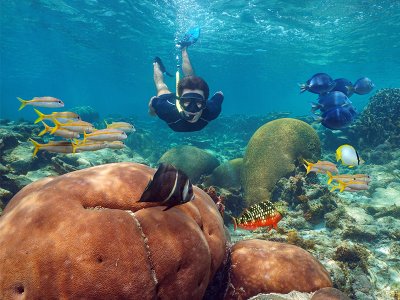 Snorkel coral reef