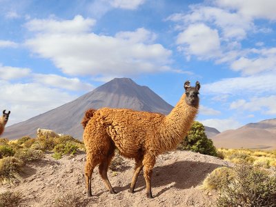 Alpaca in Atacama