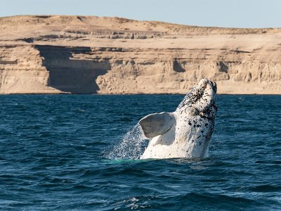 Southern right whale, Peninsula Valdes