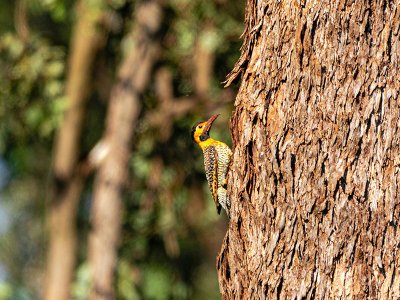 Woodpecker, Chaco, Paraguay