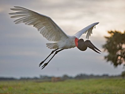 Jabiru, Chaco, Paraguay