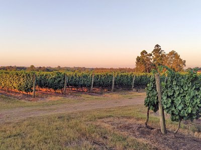 Vineyard, Uruguay