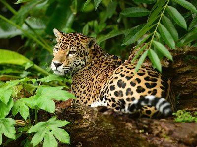 Jaguar, Belize