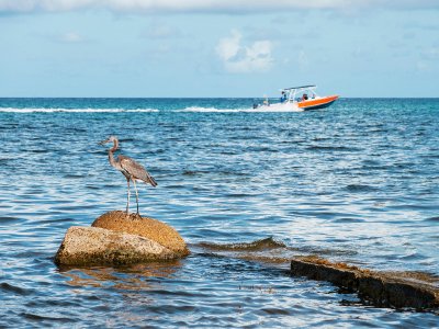 Ambergris caye