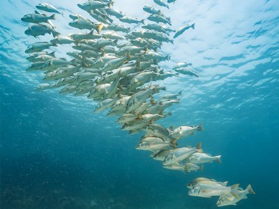 Snorkeling fishes