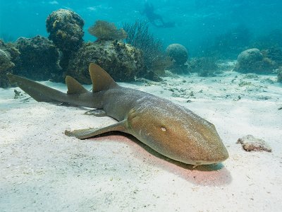 Snorkeling with shark